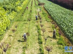 河北景县：园林绿化产业化 就业脱贫乐开花